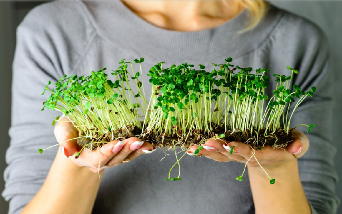 Microgreens