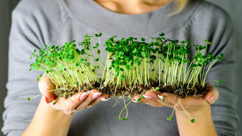 Microgreens